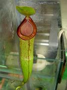 Nepenthes mirabilis 'PNG' x (x mixta)